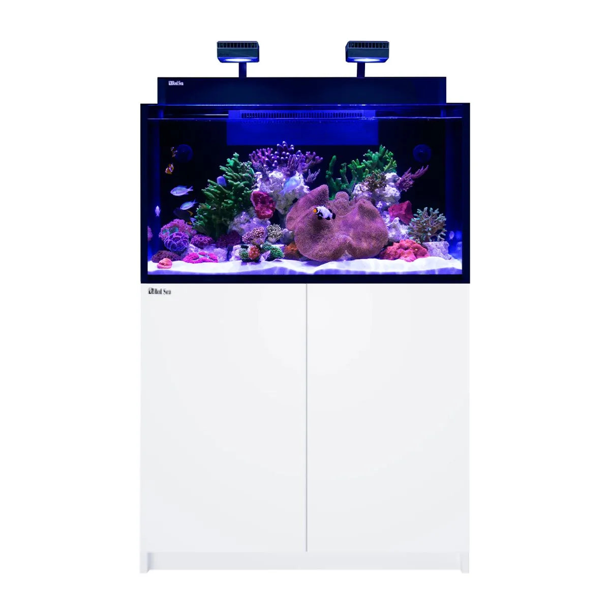 Fish tank with coral and fish on a white background