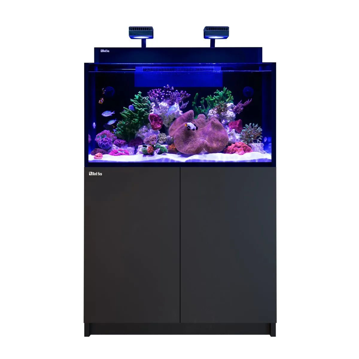 Aquarium with fish and coral on a white background