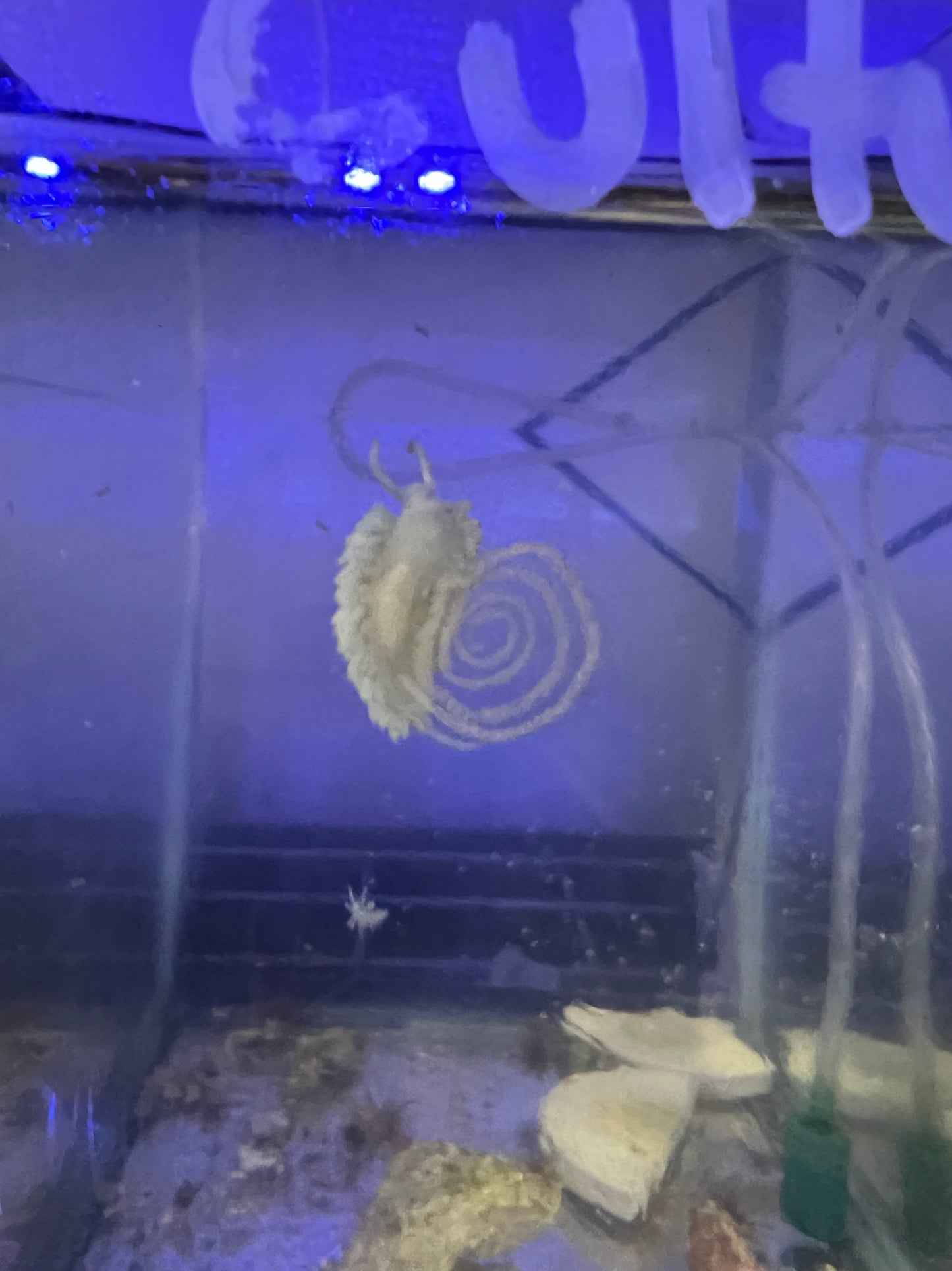 Nudibranch - Aiptasia Eating