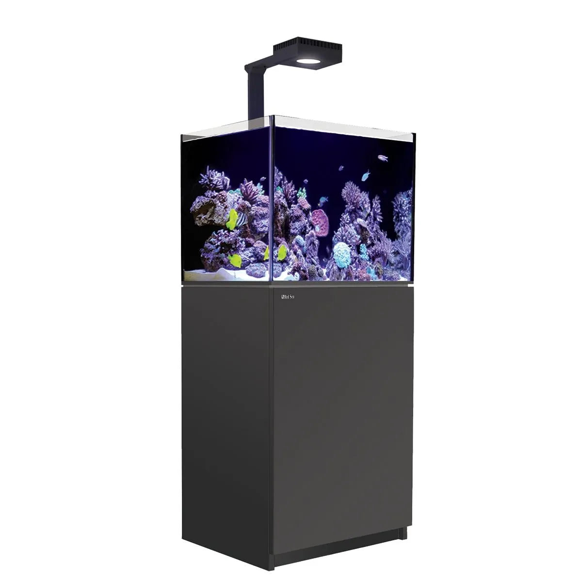 Fish tank with colorful aquarium plants and fish on a white background