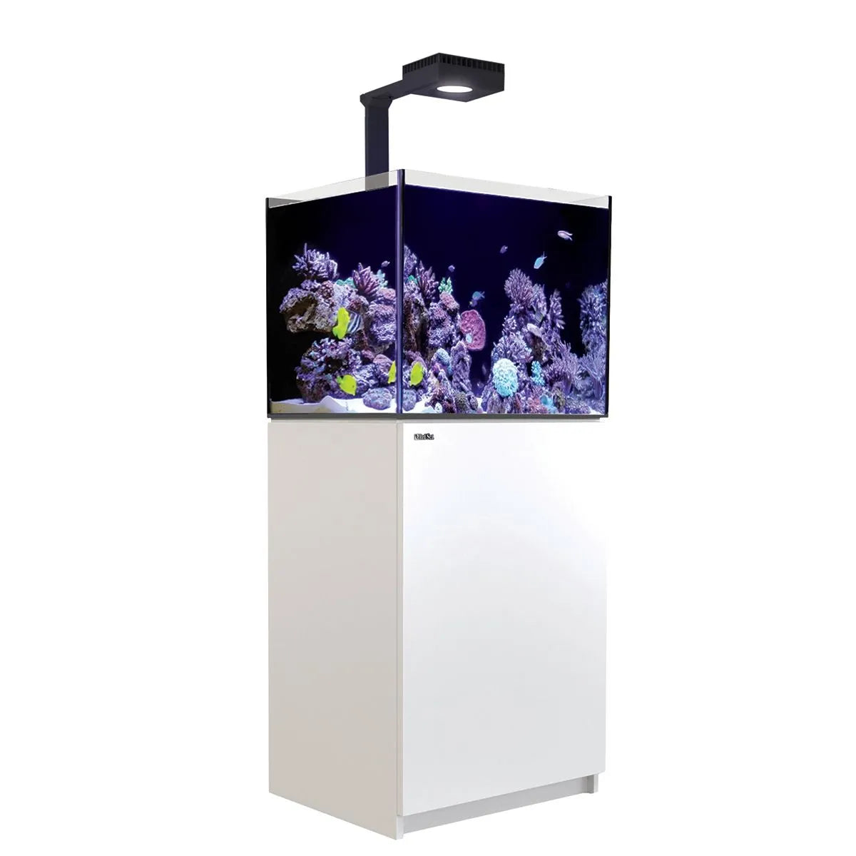 Aquarium with coral and fish on a white background