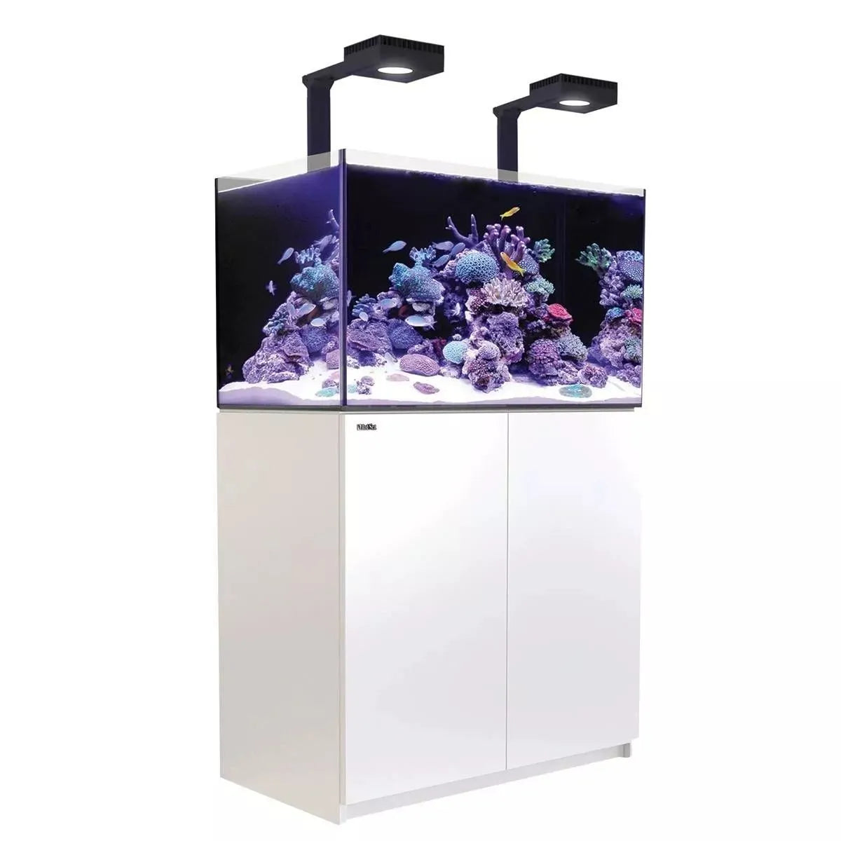Aquarium with coral and fish on a white background