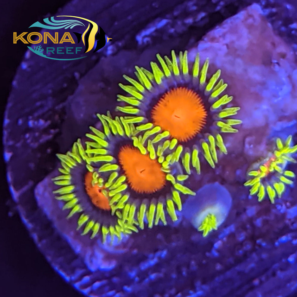 Yellow Brick Road Zoanthids