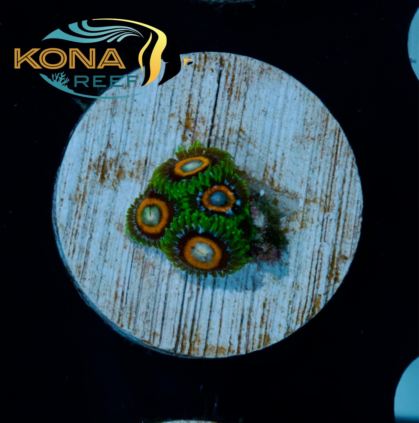 Pai Gow Poker Face Zoanthid Frag