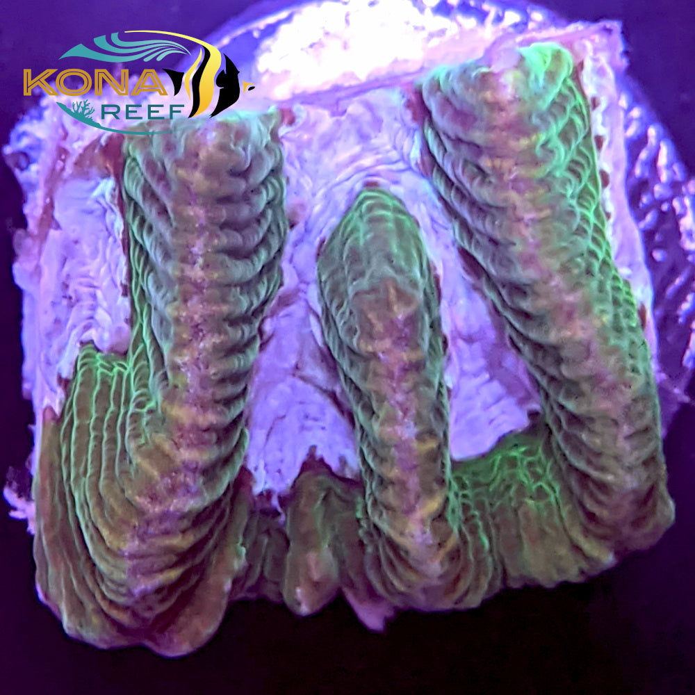 Purple River Platygyra Frag