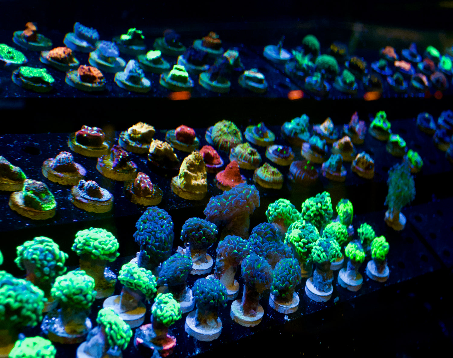 All Coral