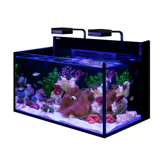 Fish tank with colorful coral and fish on a white background