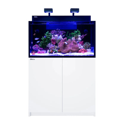 Fish tank with coral and fish on a white background