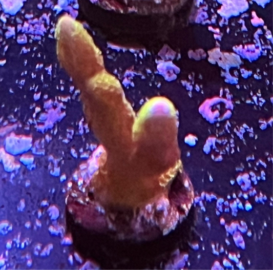Green Digitata Montipora Frag