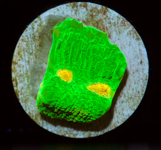 Space Invader Chalice Frag