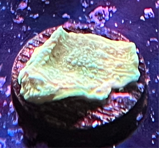 Green Monti Cap Frag