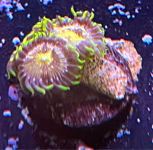Nirvana Palythoa Frag