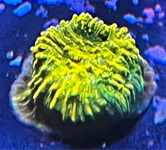 Grafted Stellaria Chalice Frag