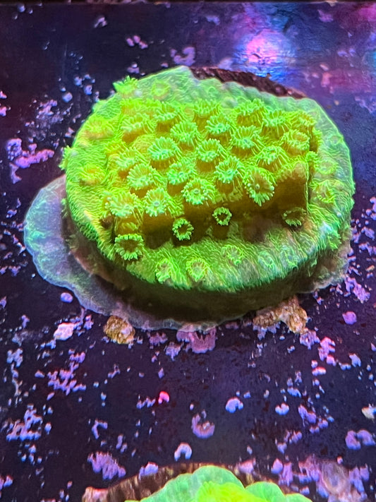 Green Cyphastrea Frag