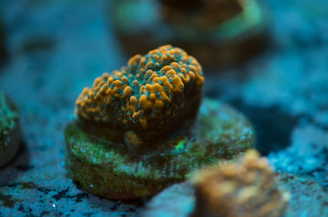 NY Nick's Montipora Frag