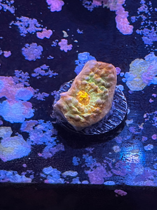 Red orange and teal Chalice Frag