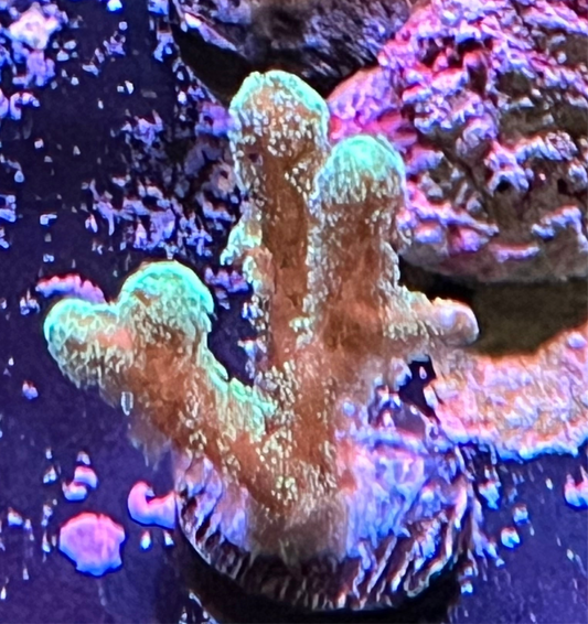 Green Goddess Birdsnest Frag