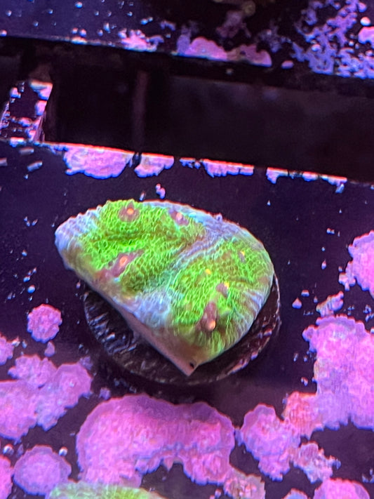 Snakeskin Chalice Frag