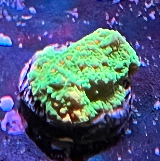 Seasons Greetings Monti -Encrusting Frag