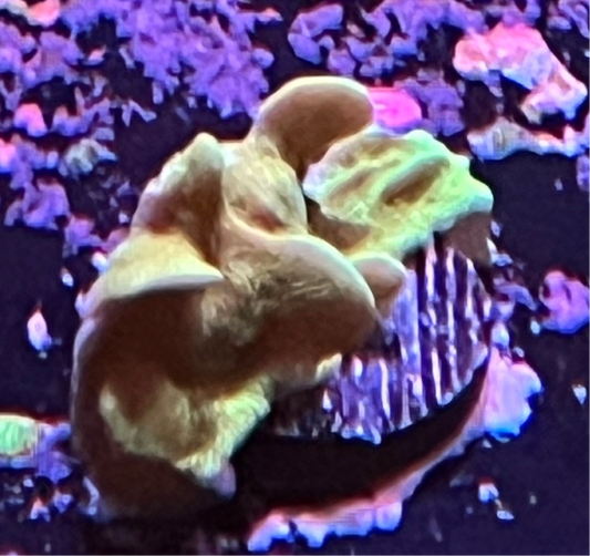 Mint Pavona Frag