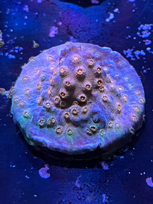 Bubble Gum Cyphastrea Frag
