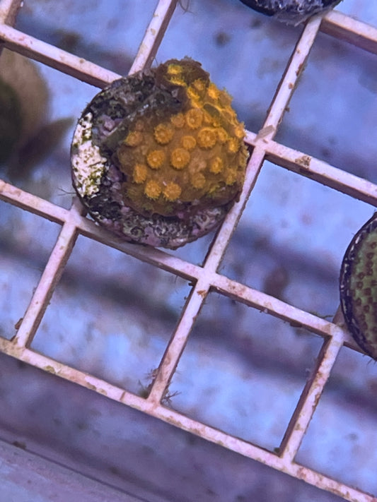 Mandarin Cyphastrea Frag