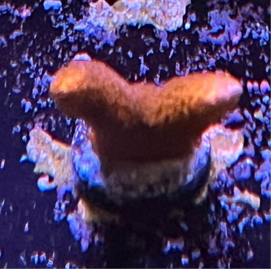 Red Digitata Montipora Frag