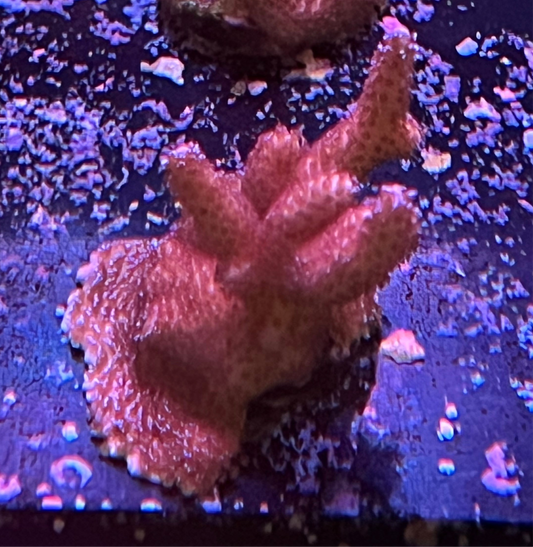 Purple Digitata Montipora Frag