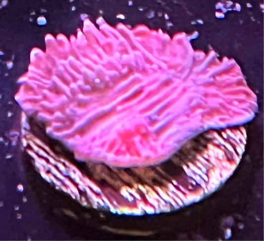 Purple Monti Cap Frag