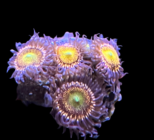 Little Latina Palythoa Frag