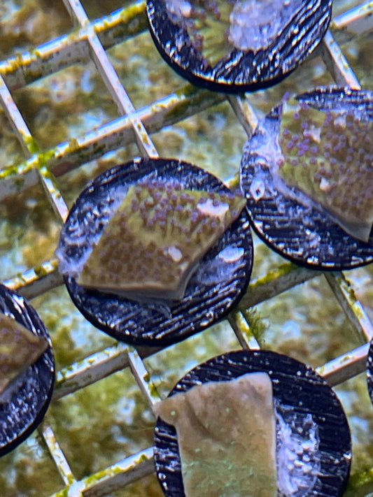 Lantana Monti -Encrusting Frag