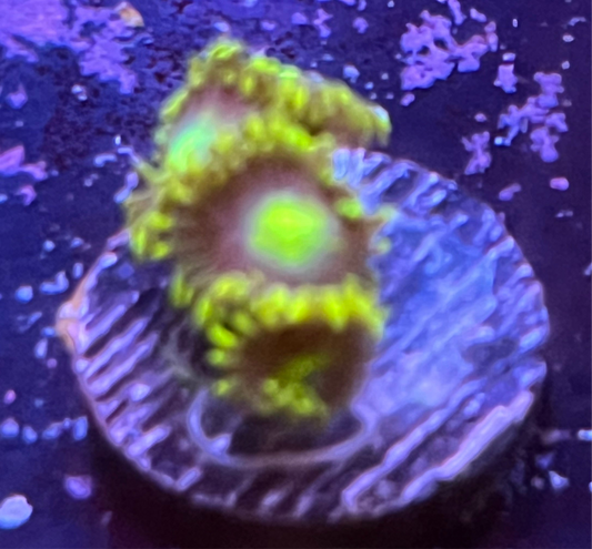 Green Dragon Eye Zoa