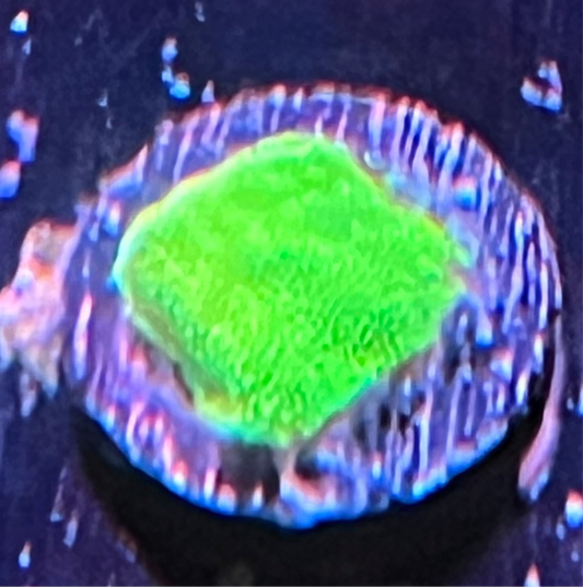 Neon Green Spartan Leptoseris Frag