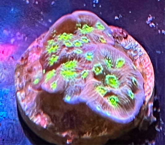 Hollywood Stunner Chalice Frag