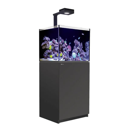 Fish tank with colorful aquarium plants and fish on a white background