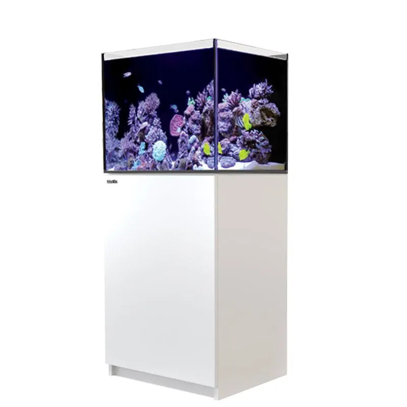 Reef aquarium with coral and fish on a white background