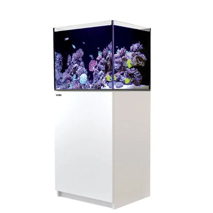 Reef aquarium with coral and fish on a white background