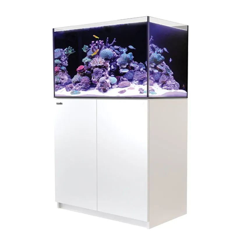 Reef aquarium with coral and fish on a white cabinet