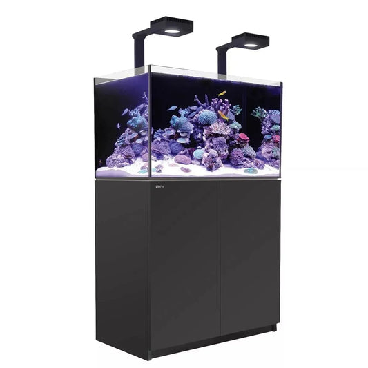 Aquarium with coral and fish on a white background
