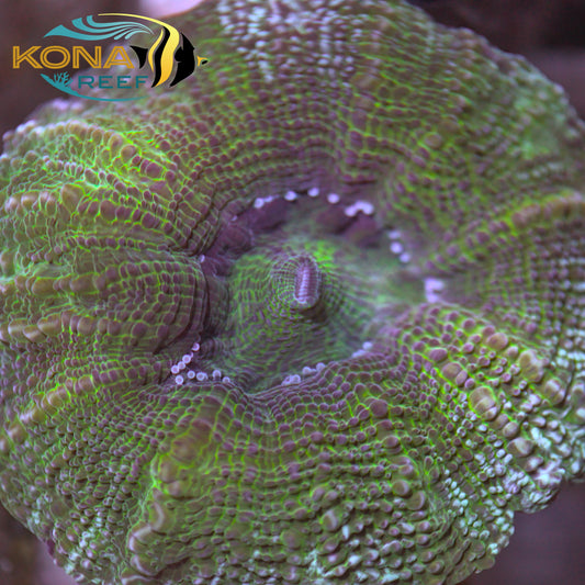 Green Bowerbanki Frag