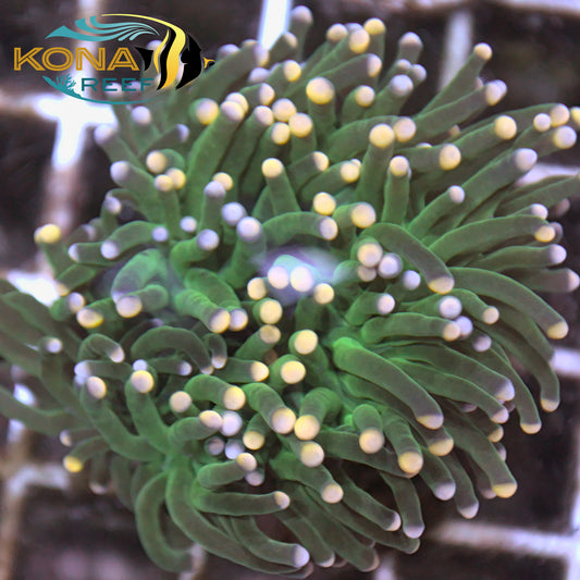 Multicolor Tip Green Indo Torch Euphyllia Frag