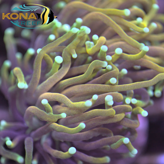 Teal Tip Gold Indo Torch Euphyllia Frag