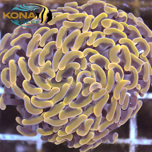 Gold Tip Purple Hammer Euphyllia Frag