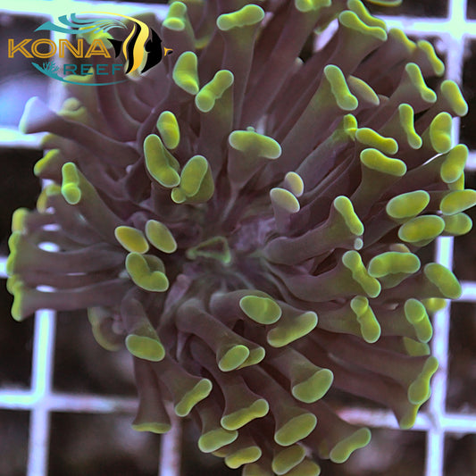 Yellow Tip Hammer Euphyllia Frag
