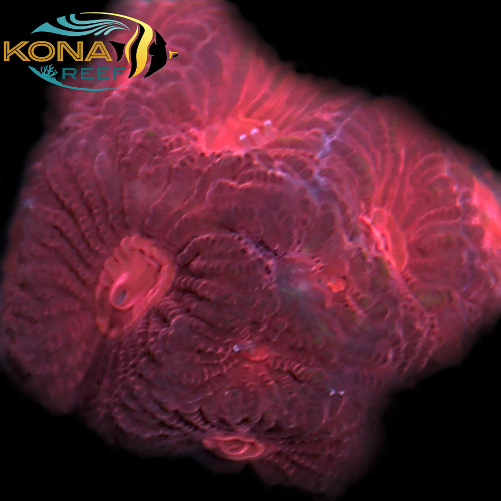 Red Plasma Favia Frag