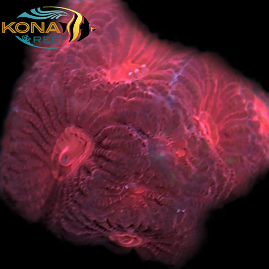 Red Plasma Favia Frag