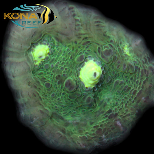 Green Dream Chalice Frag