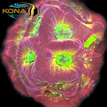 Dayglo Favia Frag