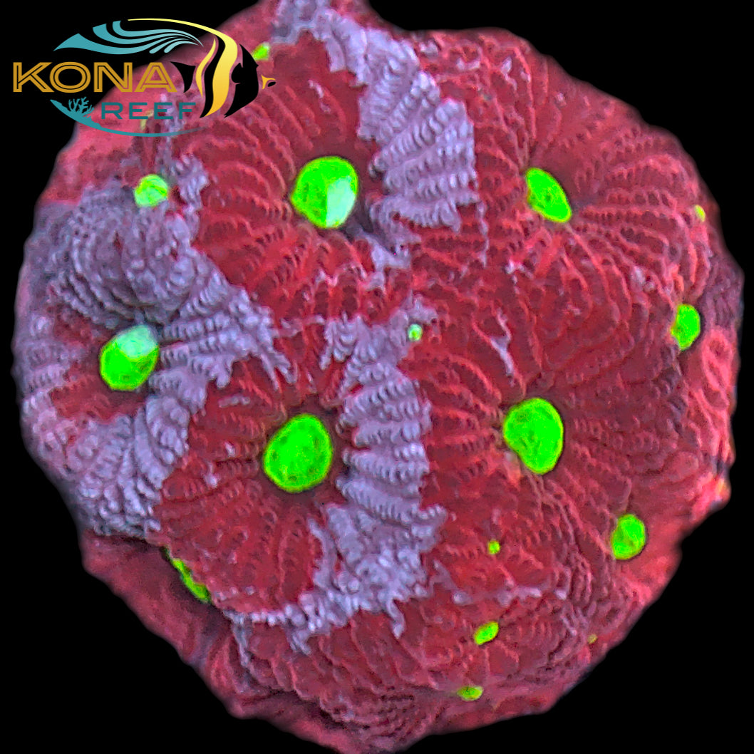 Red and Purple War Favia Frag