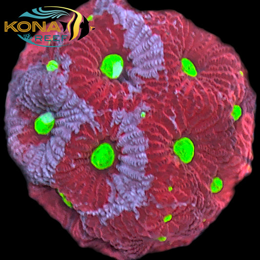 Red and Purple War Favia Frag